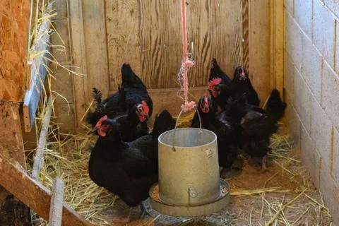 Black an Red Chickens Stock Photos