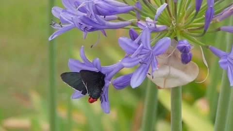 Black red moth drinking nectar of a Agapanthus flower and then flying away Stock Footage 229768070