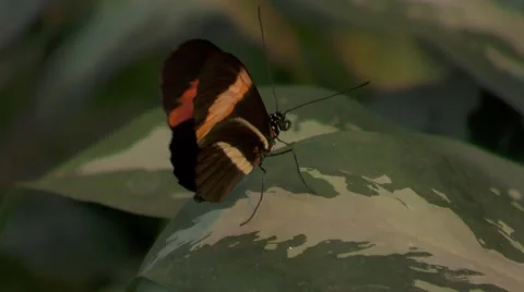 Black Red Orange White Winged Butterfly sitting on leaf and flapping wings Stock Footage 68941302