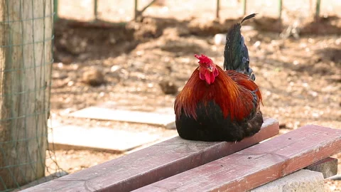 Black red rooster sitting on a bench 스톡 동영상 98042684