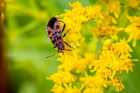 Black-red seed bug (Spilostethus saxatilis) on a yellow wild flower in the me Stock Photos