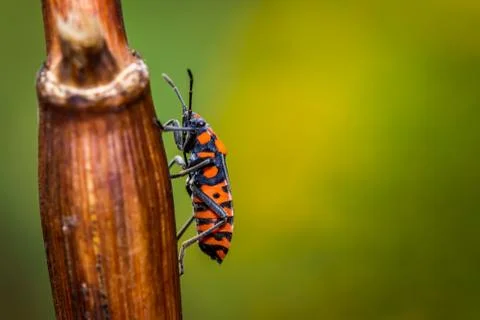 Black-red seed bug (Spilostethus saxatilis) in the meadow Stock Photos