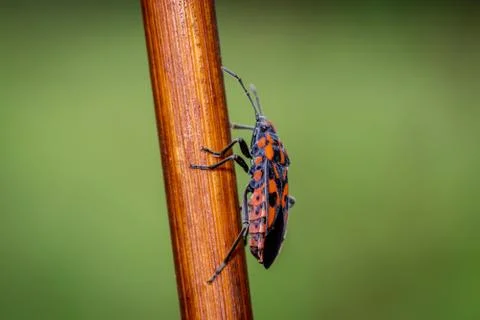Black-red seed bug (Spilostethus saxatilis) in the meadow Stock Photos