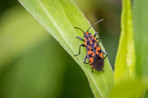Black-red seed bug (Spilostethus saxatilis) on a blade of grass in the meadow Stock Photos
