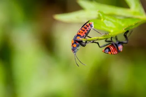 Black-red seed bug (Spilostethus saxatilis) on a blade of grass in the meadow Stock Photos