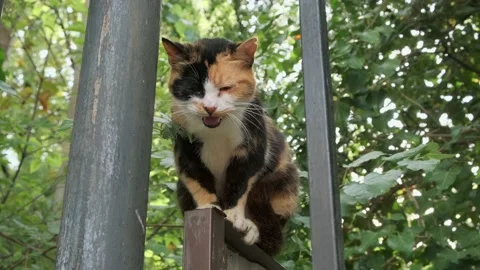 A black red white cat is sitting on the fence. A pet. A stray animal. Vidéo 158872954