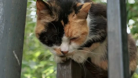 A black red white cat is sitting on the fence. A pet. A stray animal. Vidéo 158915034