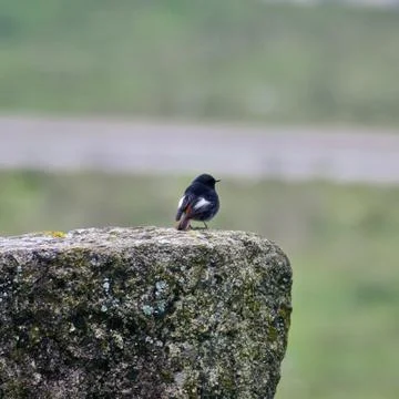 Black Redstart back Stock Photos
