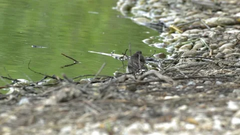 Black Redstart Bathing and Taking Flight on Lake Shore - 4K Wildlife Slow Motion Stock-Footage 336621934