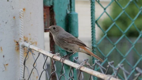 Black redstart bird Stock Footage 111859024