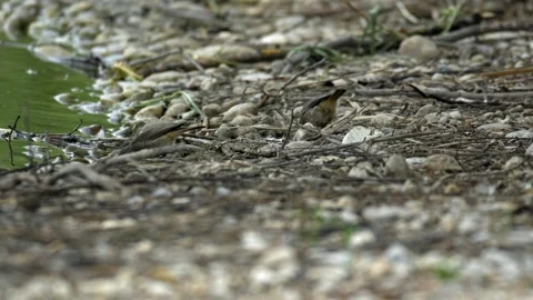Black Redstart Birds Foraging on Pebbled Lake Shore - 4K Slow Motion Wildlife Stock Footage 336620905