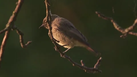 Black redstart on a branch  Stock Footage 278478289