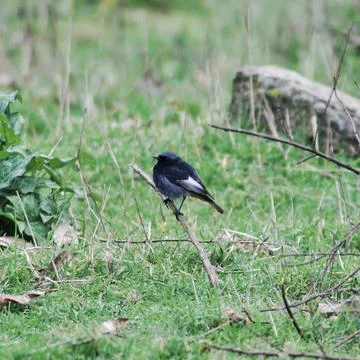 Black Redstart on a branch Stock Photos