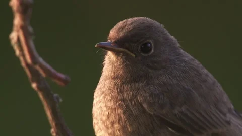 Black redstart on a branch ; portrait Stock Footage 278478288