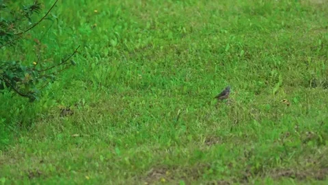 Black redstart Stock Footage 317379261