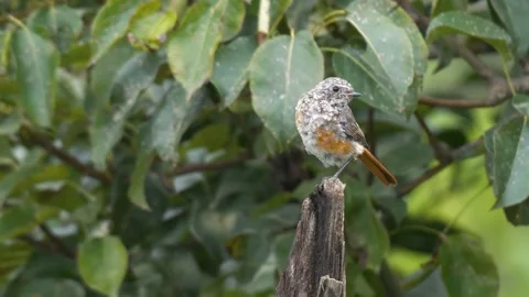 Black Redstart Stock Footage 330388195
