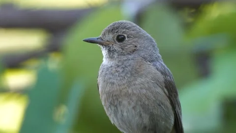 Black Redstart Stock Footage 330471363