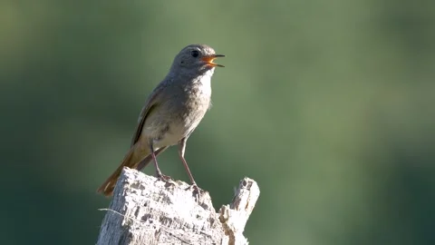 Black Redstart Stock Footage 330541913