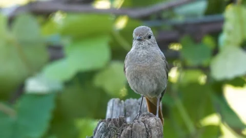 Black Redstart Video stock 332073331