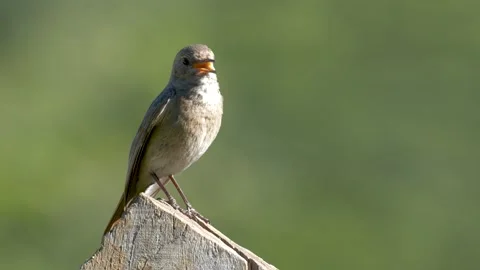 Black Redstart Stock Footage 332156214