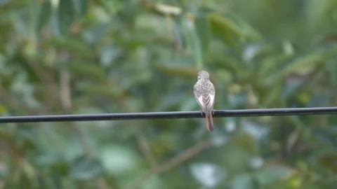 Black Redstart Stock Footage 332906284