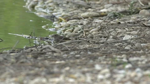 Black Redstart Foraging for Insects on Pebbled Shore - 4K Wildlife Slow Motion Stock Footage 336620989