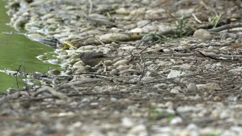 Black Redstart Foraging on Pebbled Lake Shore - 4K Wildlife Slow Motion Shot Stock Footage 336621996