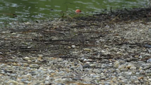 Black Redstart Foraging on a Pebbled Lake Shore - 4K Wildlife Slow Motion Shot Video stock 336685105