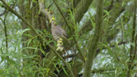 Black Redstart Perched and Taking Flight in Rain - 4K Wildlife Slow Motion Shot Video stock 336688496
