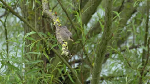 Black Redstart Perched on Mossy Willow Branch - 4K Wildlife Slow Motion Shot Stock-Footage 336688498