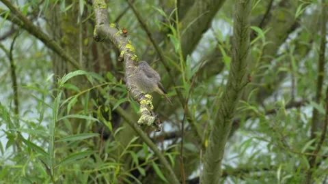 Black Redstart Perched on Mossy Willow Branch - 4K Wildlife Slow Motion Shot Stock Footage 336688888
