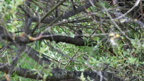 Black Redstart Perched in Willow Tree - 4K Wildlife Slow Motion Shot Stock Footage 336621011