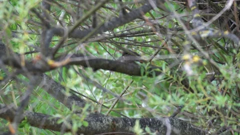Black Redstart Perched in Willow Tree - 4K Wildlife Slow Motion Shot Stock Footage 336654968