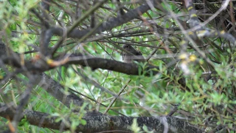 Black Redstart Perched in Willow Tree - 4K Wildlife Slow Motion Shot Stock Footage 336654998