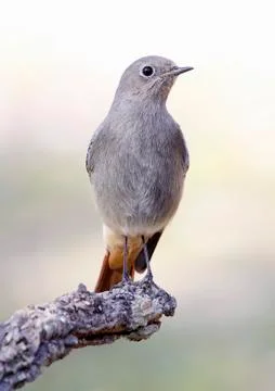 Black redstart Stock Photos