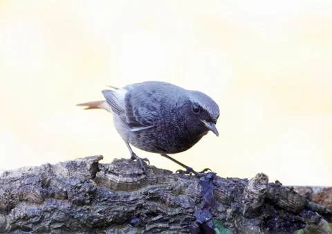 Black redstart Stock Photos