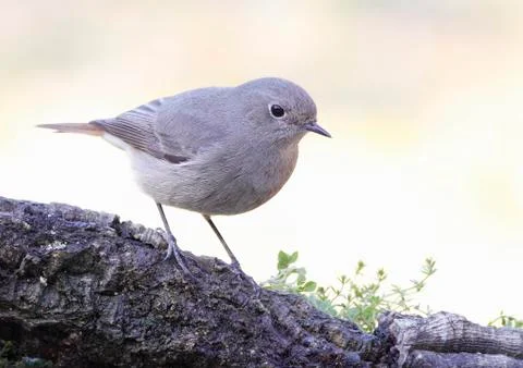 Black redstart 스톡 사진