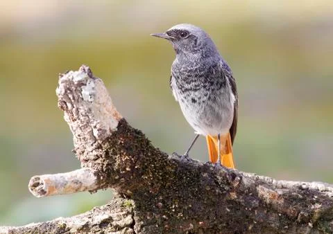 Black redstart Stock Photos