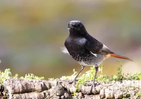Black redstart Stock Photos