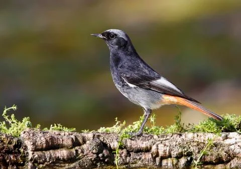 Black redstart Stock Photos