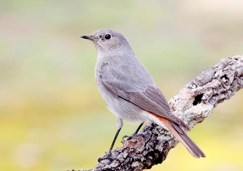 Black redstart Stock Photos