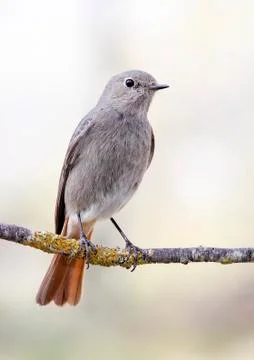 Black redstart Stock Photos
