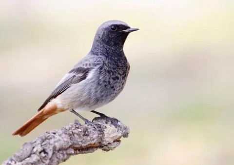 Black redstart Foto stock