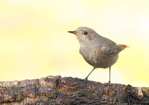 Black redstart Stock Photos