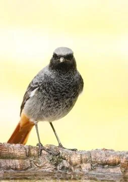 Black redstart Stock Photos