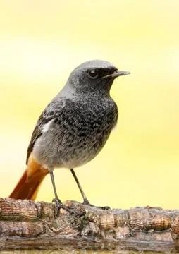 Black redstart Stock Photos