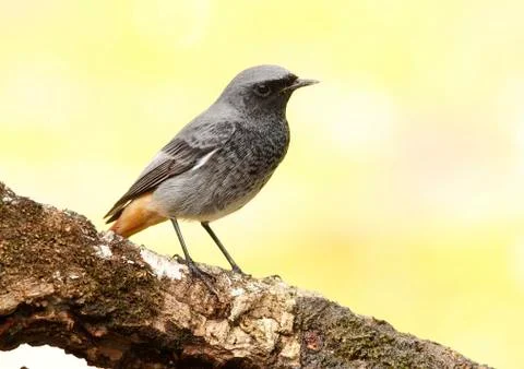 Black redstart Stock Photos