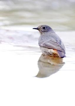 Black redstart Stock Photos