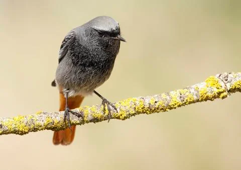 Black redstart Stock Photos