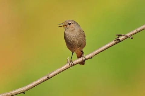 Black redstart Stock Photos